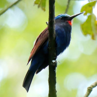 Blue-headed Bee-eater